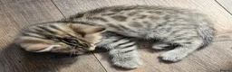 Mixed Breed cats for sale: 4 bengal cross kittens - Advert 9