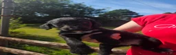 Mixed Breed dogs for sale: Quality Bedlington Terrier X Whippet Puppies - Advert 6