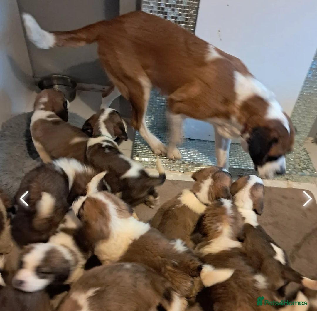 Saint Bernard dogs for sale: Saint bernard puppies 🐶  in Herne Bay - Image 6