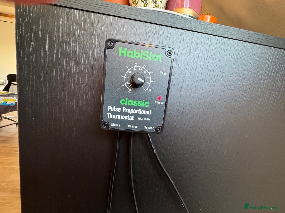 Python Snake reptiles for sale: Male Ball Python 7 Years Old - Advert 8