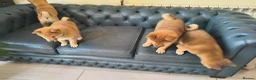 Japanese Shiba Inu dogs for sale: Pure Breed Japanese Shiba Inu Puppies  in Goole - Advert 25