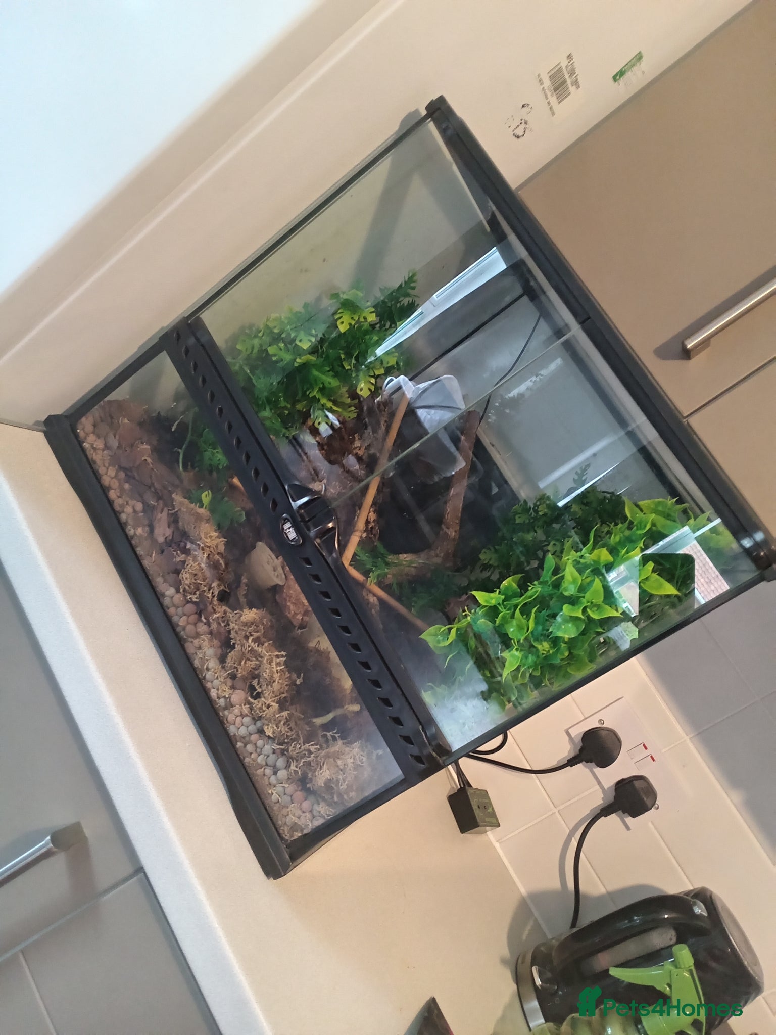 Gecko reptiles Crested gecko and full setup - Advert 3