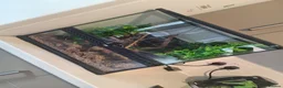Gecko reptiles for sale: Crested gecko and full setup in Newcastle upon Tyne - Advert 1