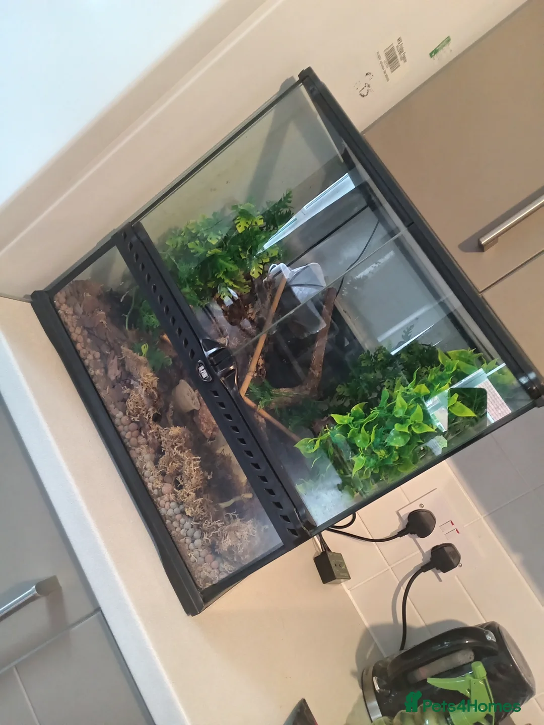 Gecko reptiles for sale: Crested gecko and full setup in Newcastle upon Tyne - Advert 1