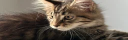 Maine Coon cats for sale: Beautiful Maine Coon Kittens for Sale - Advert 19