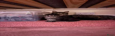 Tabby with big black stripe on her back 