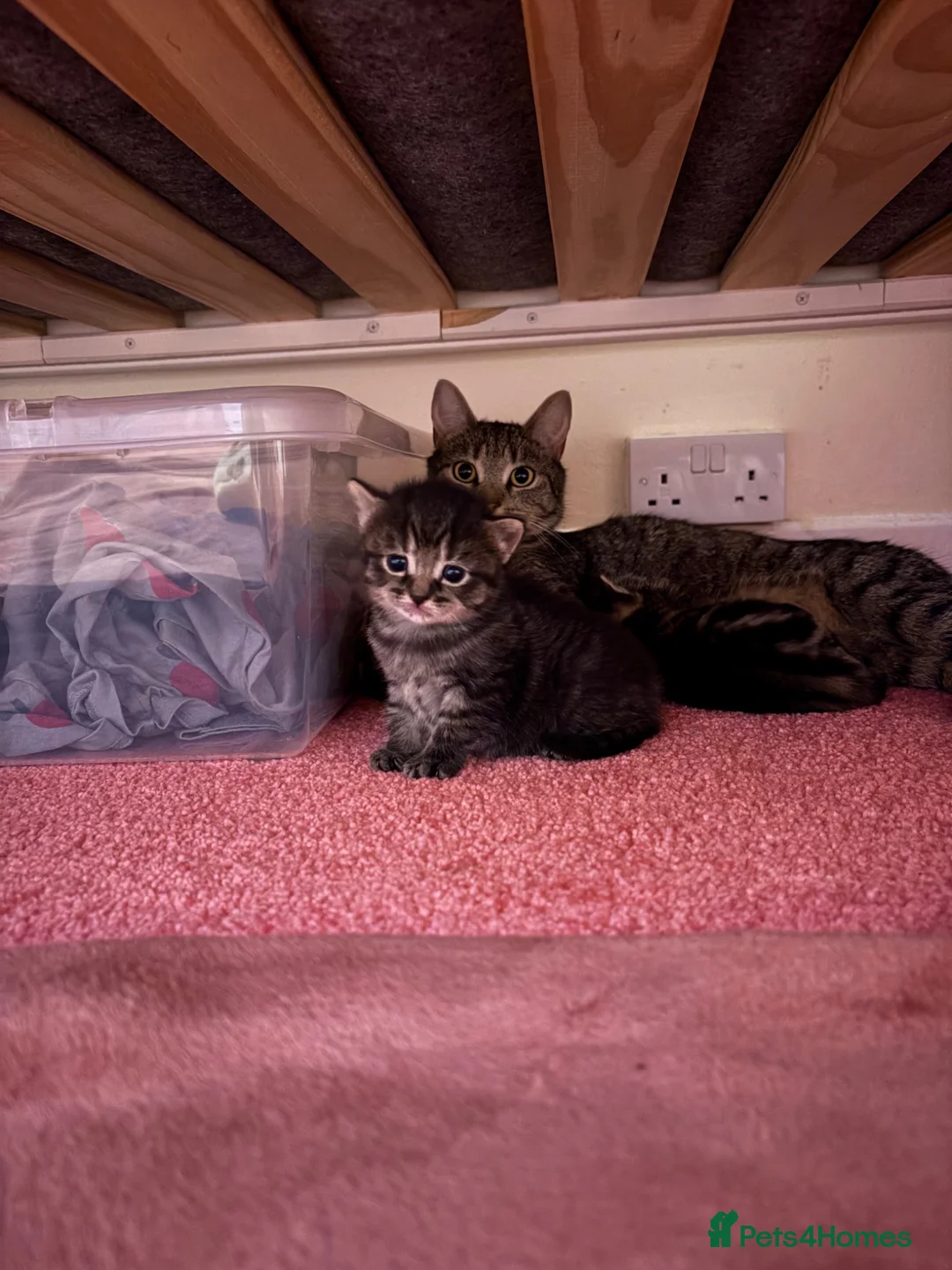 Mixed Breed cats for sale: 2 female tabby kittens  - Advert 11