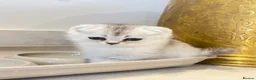 Scottish Fold cats for sale: Pure Scottish Fold  - Advert 19