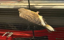 Canaries birds for sale: Male & female cannery for sale  - Image 17