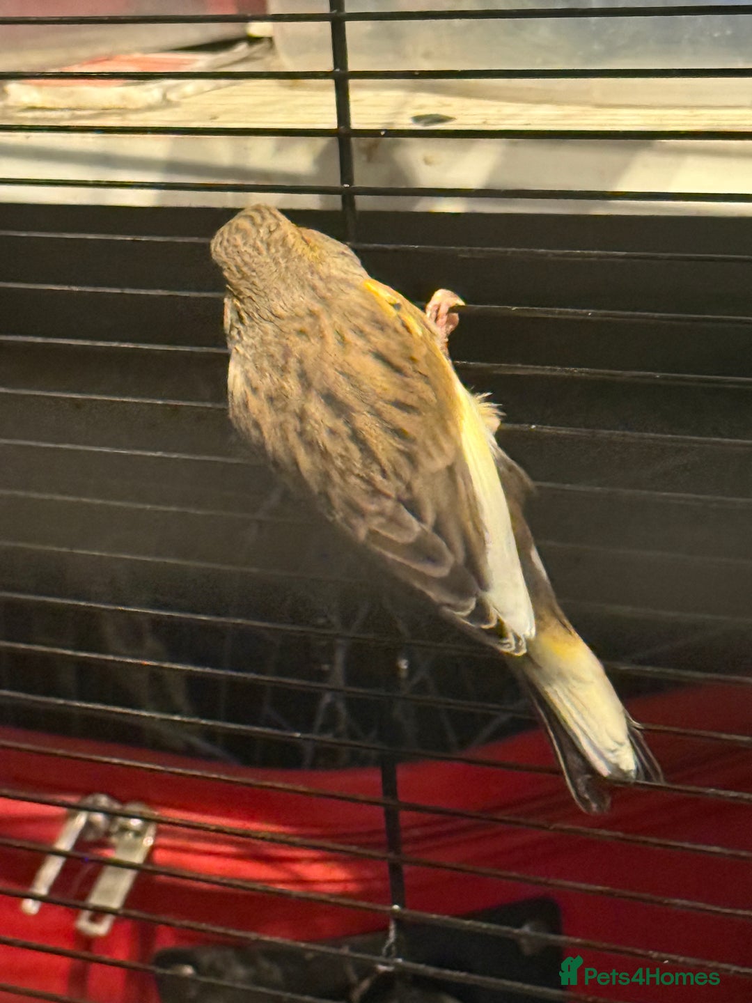 Canaries birds for sale: Male & female cannery for sale  - Image 17