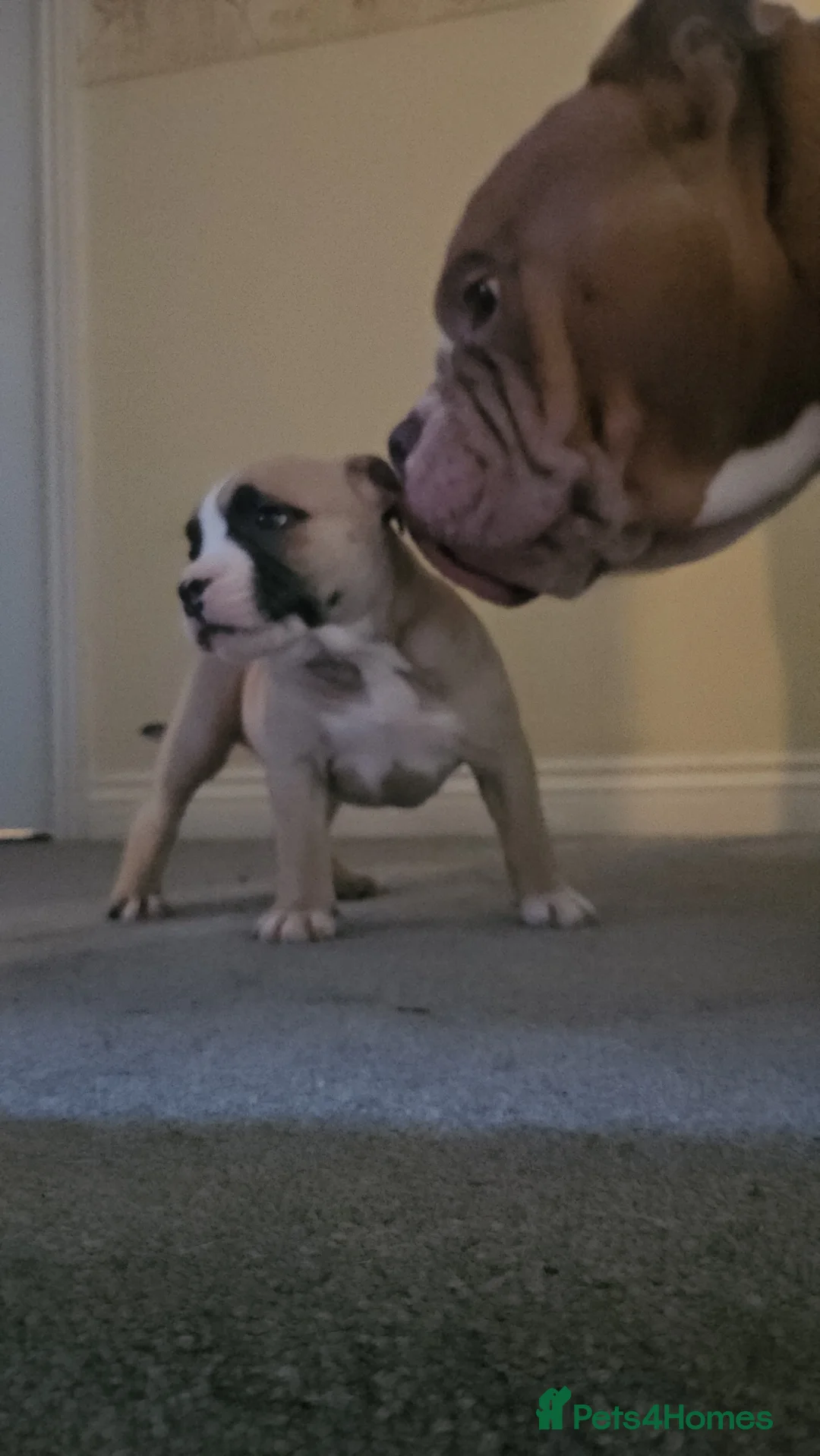 American Bully dogs for sale: 3 Females all Tri  - Advert 3