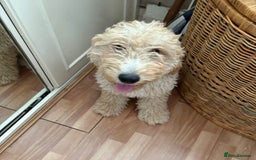 Mixed Breed dogs for sale: Cavapoo - Image 5