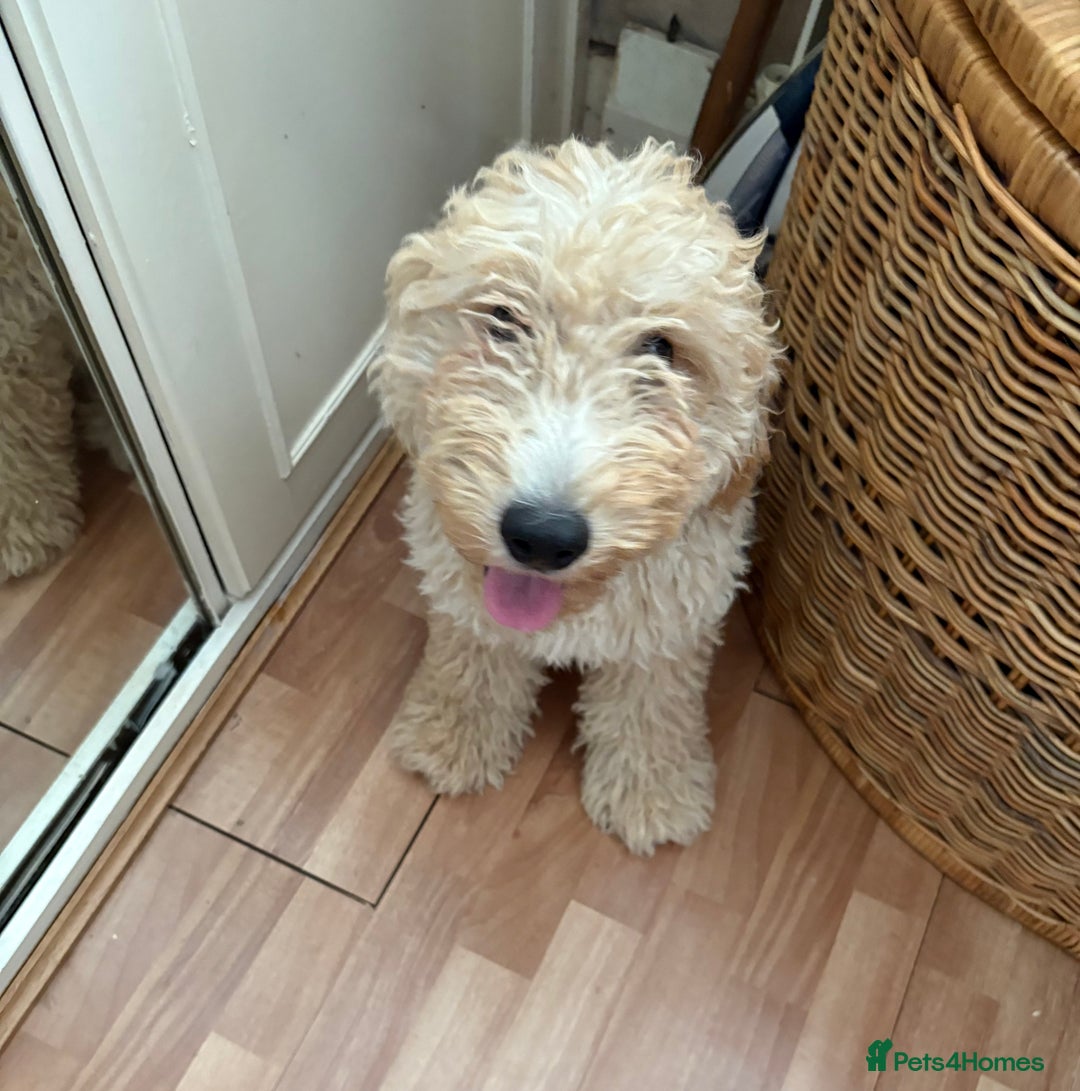 Mixed Breed dogs for sale: Cavapoo - Image 5