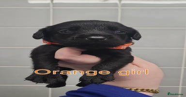 Cockerdor dogs - Advert 3