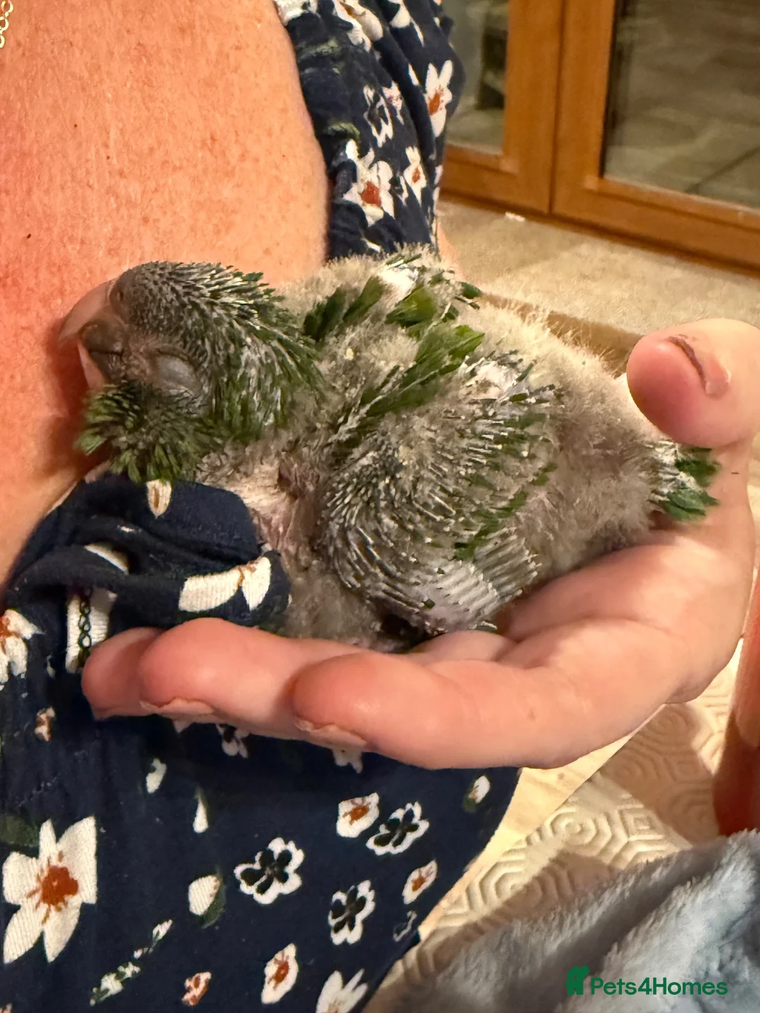 Macaws birds for sale: Hand reared silly tame hahns macaw  - Advert 1