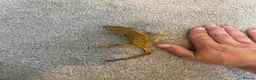 Gecko reptiles for sale: Two male Crested geckos in Boston - Advert 7