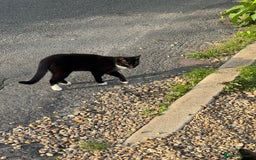Mixed Breed cats for sale: Beautiful kitten ready for new adventure  - Image 3