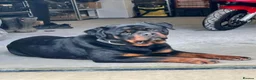 Rottweiler dogs for sale: Beautiful Chunky Rottweiler Puppies Now Here  - Advert 6