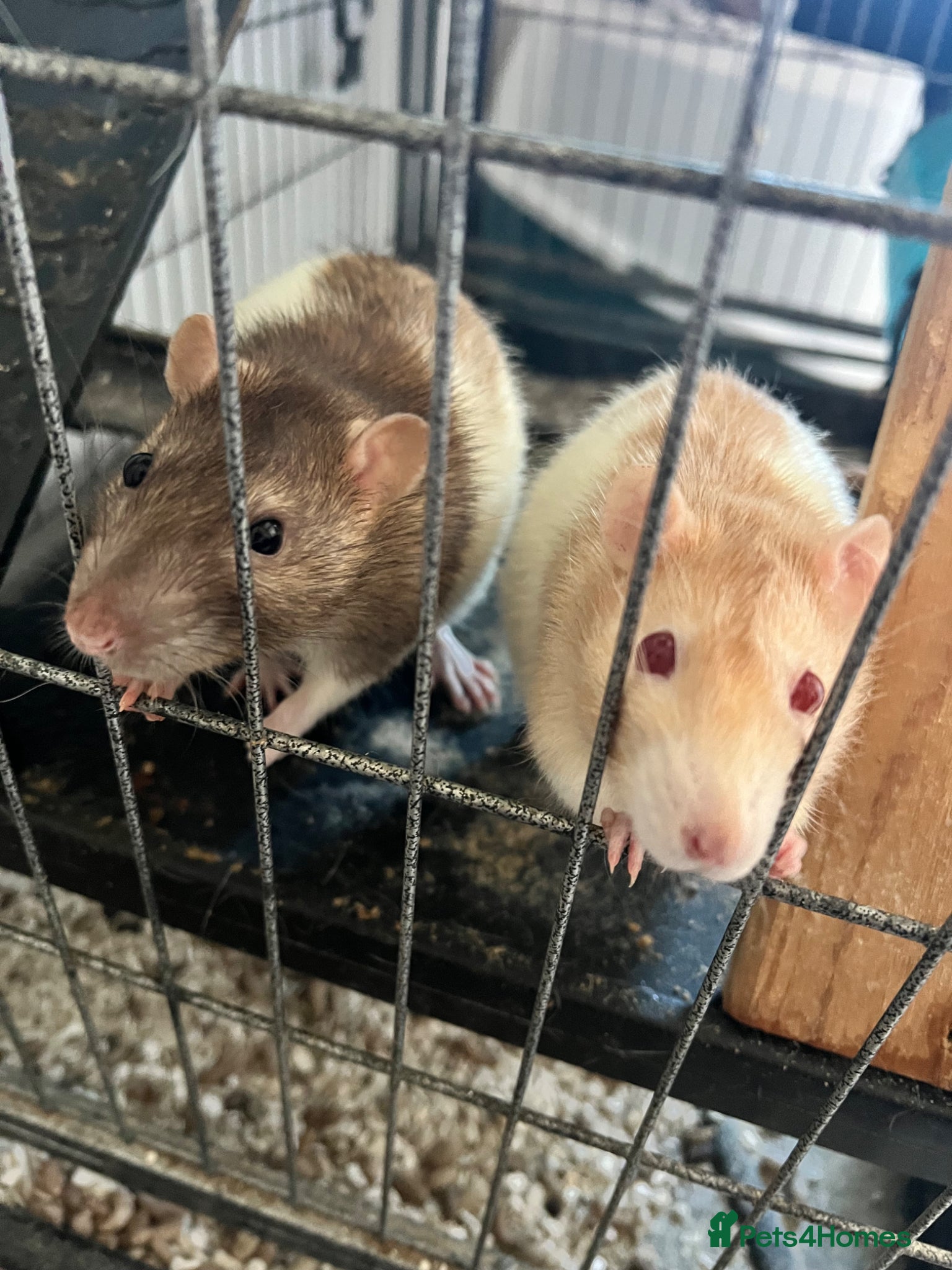 Rat rodents 2 male rats  - Advert 14