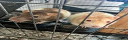 Rat rodents for sale: 2 male rats  - Advert 1