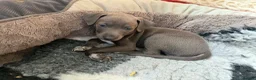Italian Greyhound dogs for sale: Stunning well bred Italian greyhound -one boy left - Advert 3