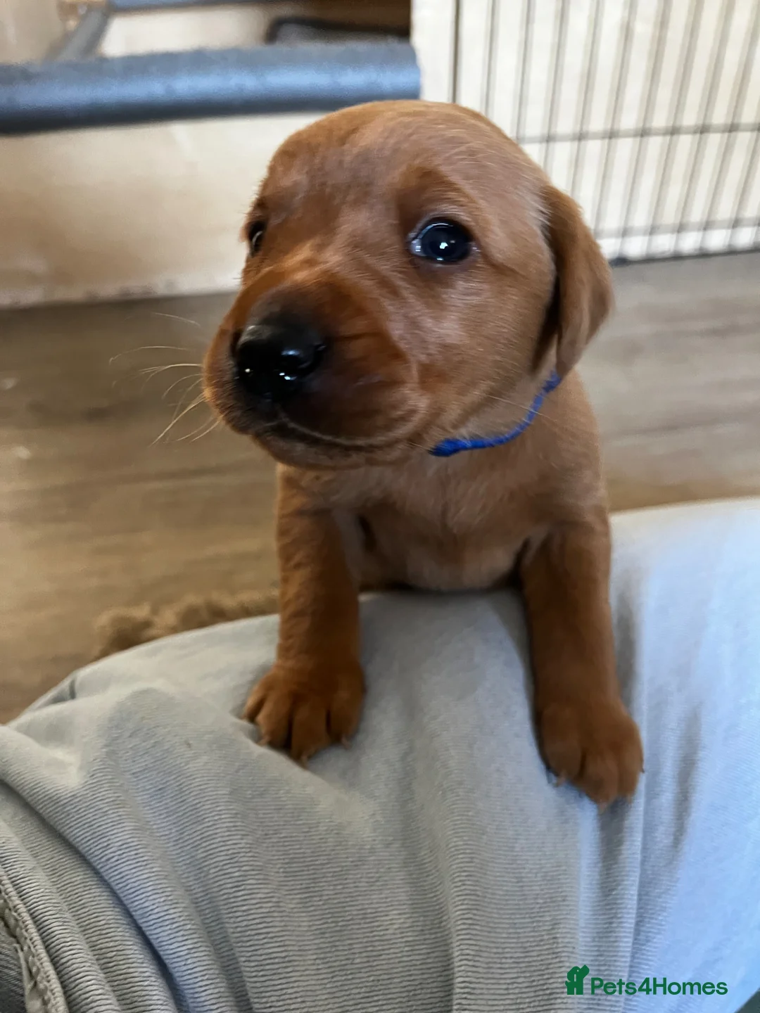 Labrador Retriever dogs for sale: Beautiful Fox Red Labrador Puppies – Now Available - Advert 1