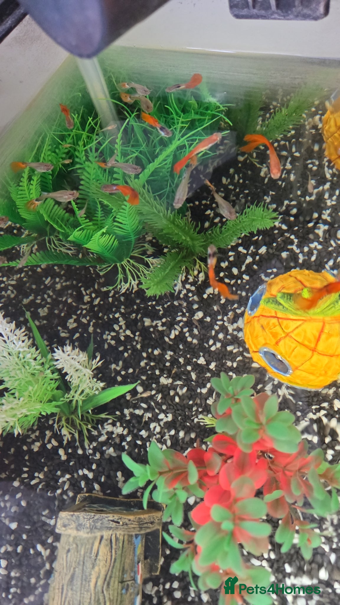 Other/Mixed Breed fish Guppies 4 sale  - Advert 10