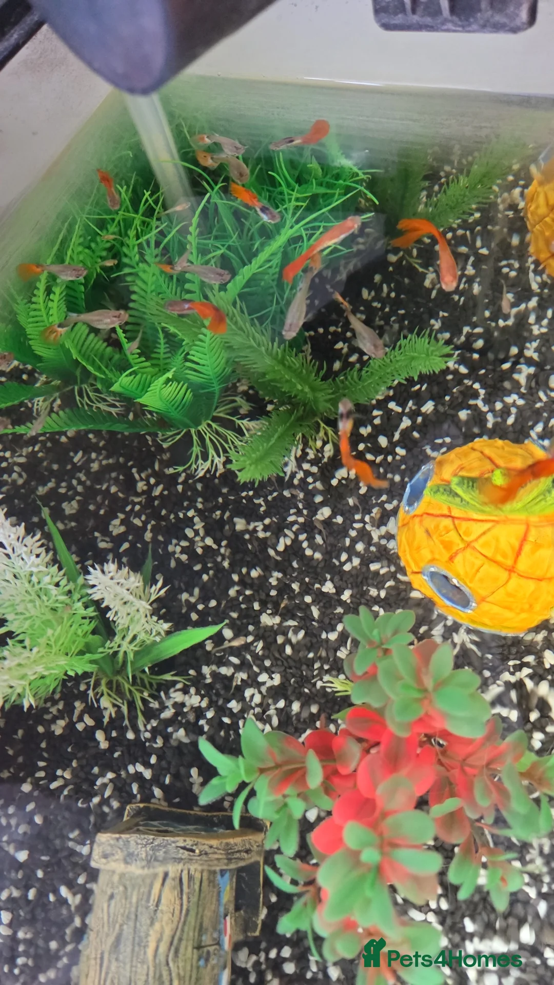 Other/Mixed Breed fish for sale: Guppies 4 sale  in Basildon - Advert 1