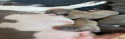 Italian Greyhound dogs for sale: 7/8 Italian Greyhound, 1/8 Whippet Puppies Due - Advert 4