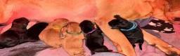 Labrador Retriever dogs for sale: Exceptional litter of Labrador puppies  - Advert 18