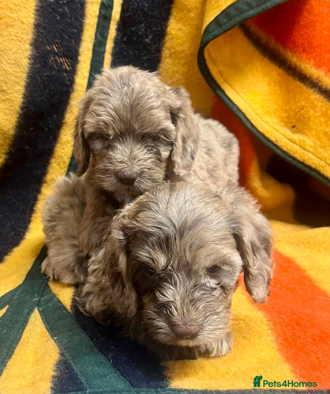 Cockapoo dogs for sale: F1 Cockapoo Puppies.  - Image 13