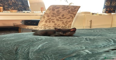 Mixed Breed cats - Advert 13