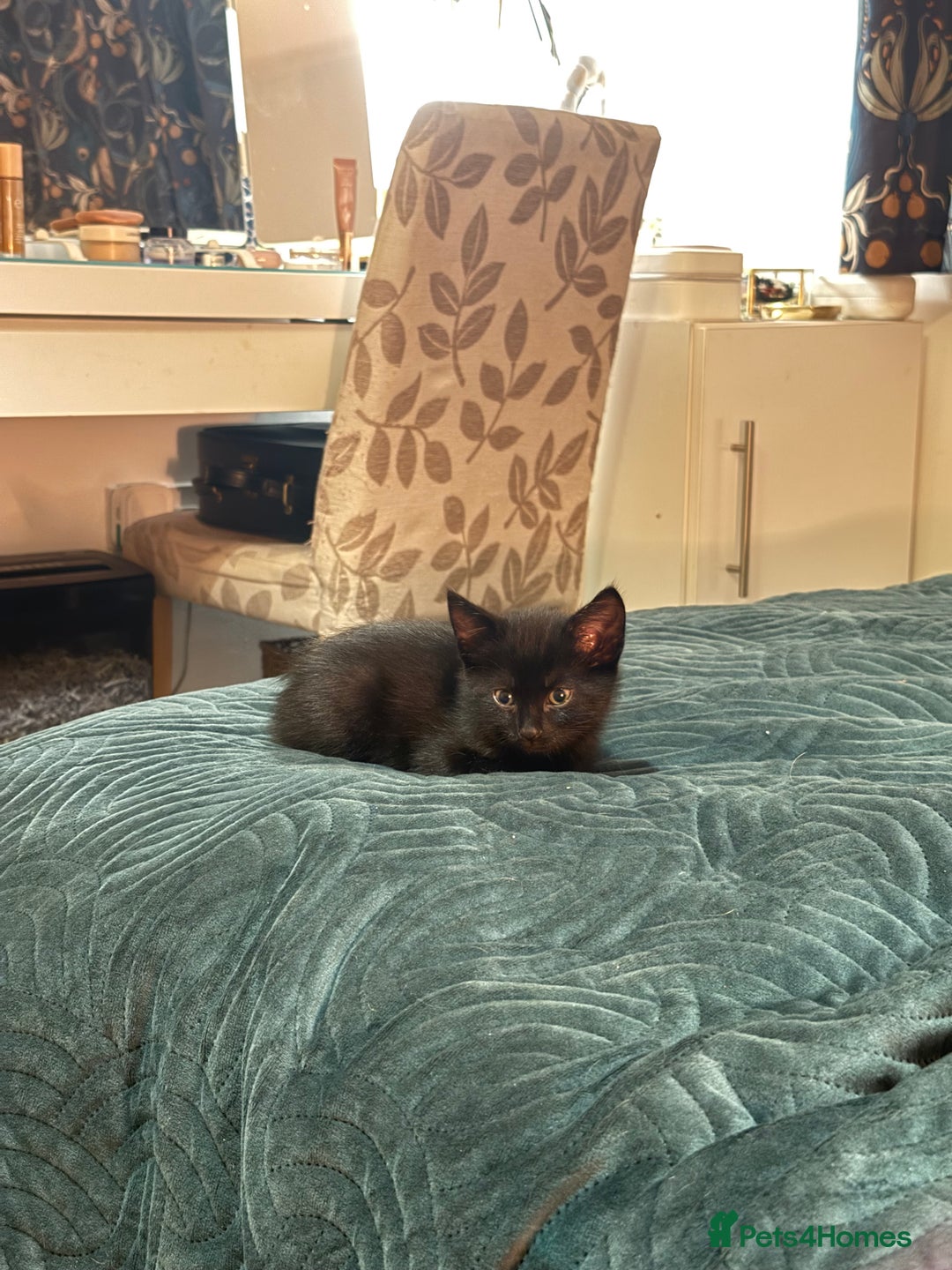 Mixed Breed cats for sale: Fluffy kittens looking for their forever homes  - Image 2