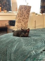Mixed Breed cats - Advert 14