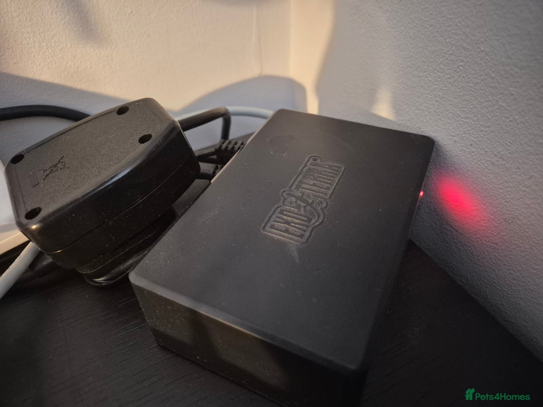 Python Snake reptiles for sale: Royal Python + FULL setup - Advert 9