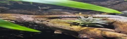 Gecko reptiles for sale: Mourning gecko  - Advert 3