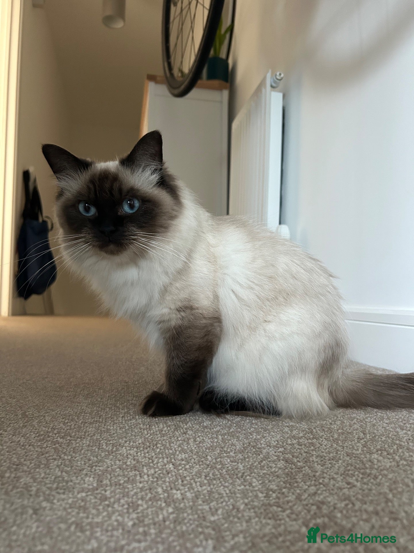 Ragdoll cats Seal Point x Blue Lynx mitted Ragdoll kittens - Advert 1