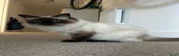 Ragdoll cats for sale: Seal Point x Blue Lynx mitted Ragdoll kittens in Woking - Advert 1