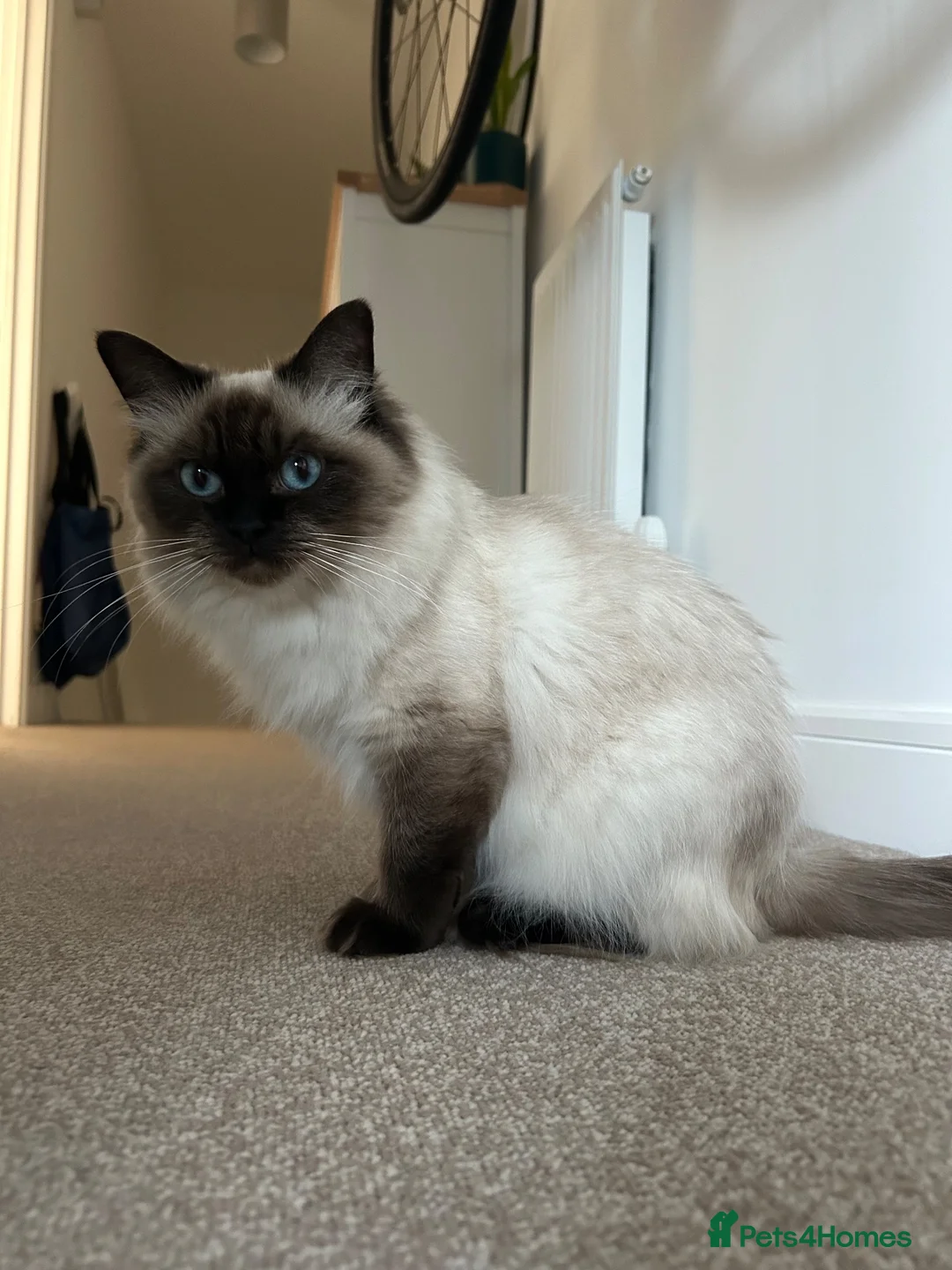 Ragdoll cats for sale: Seal Point x Blue Lynx mitted Ragdoll kittens in Woking - Advert 1