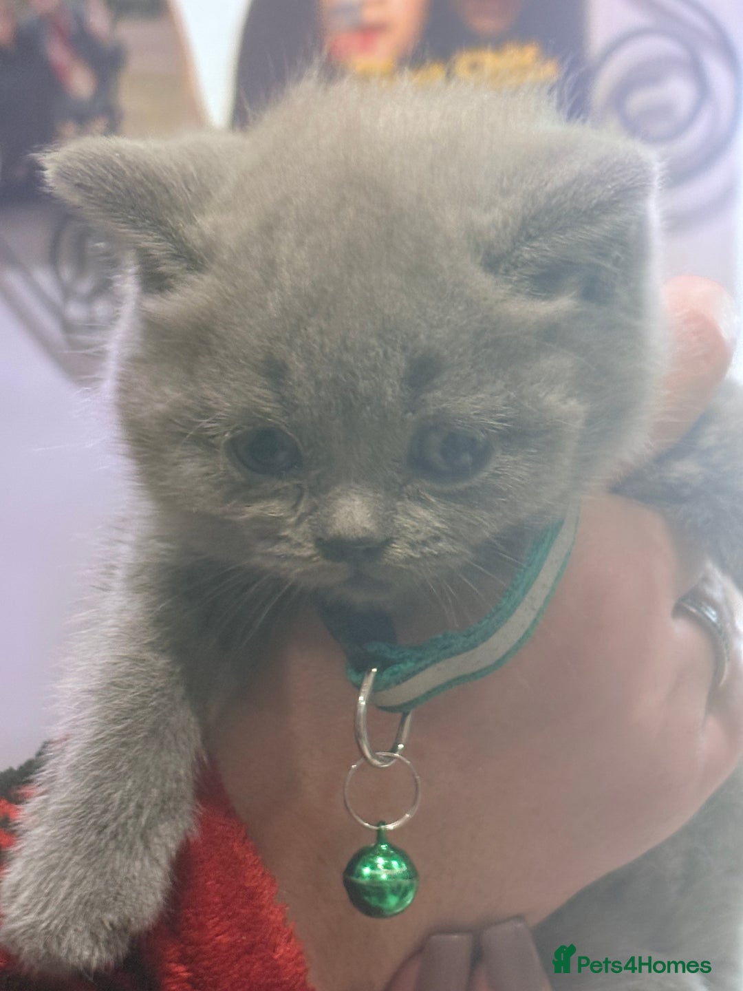 British Shorthair cats for sale: British Shorthair kittens  - Advert 14