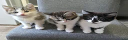 Mixed Breed cats for sale: Three beautiful kittens ready now in Stoke-on-Trent - Advert 1
