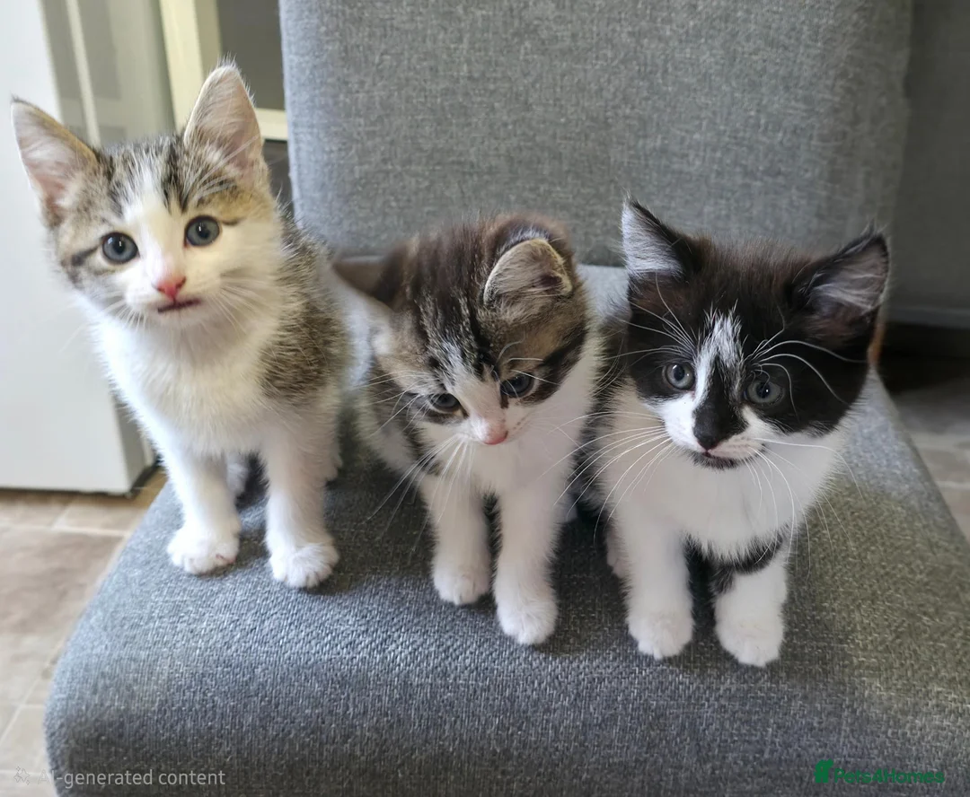 Mixed Breed cats for sale: Three beautiful kittens ready now in Stoke-on-Trent - Advert 1