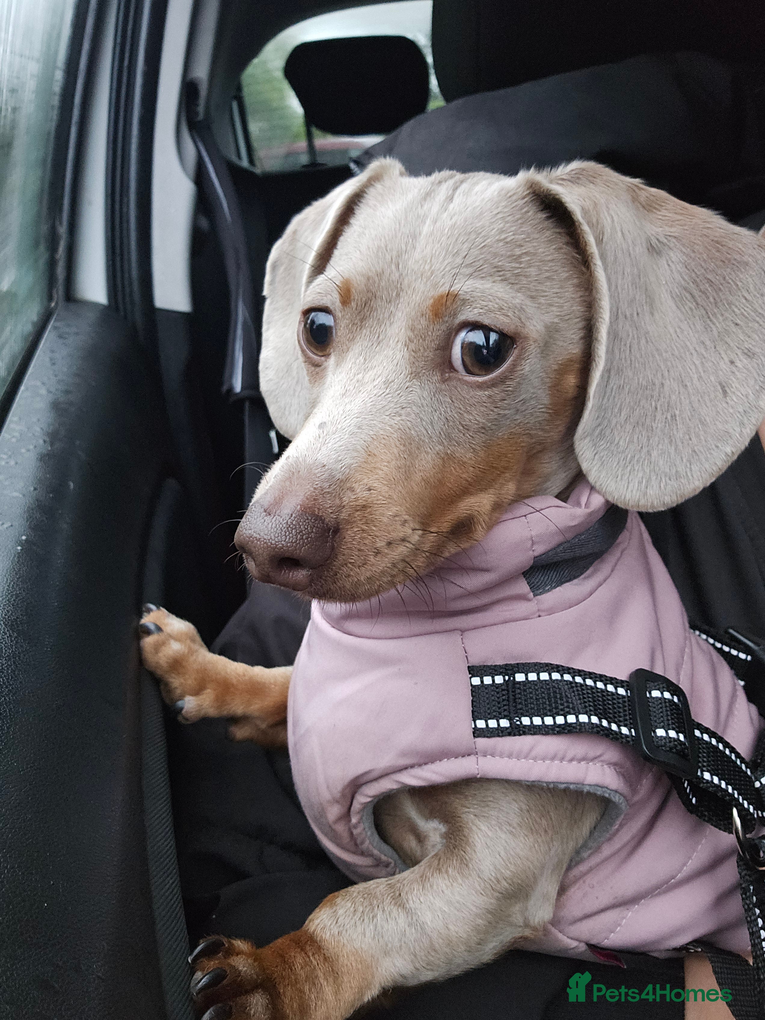 Miniature Dachshund dogs 8 month old miniature dachshund  - Advert 1