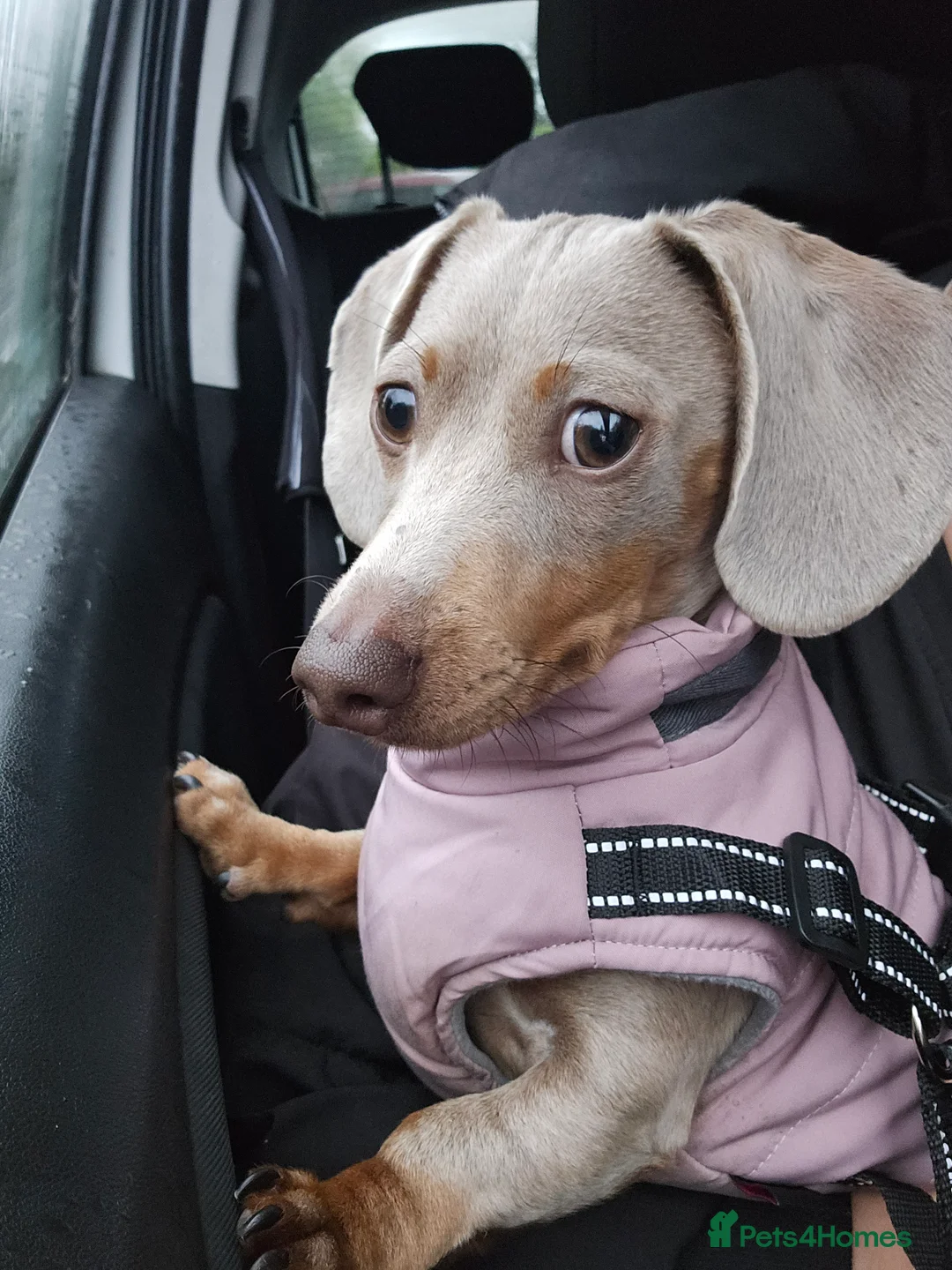 Miniature Dachshund dogs for sale: 8 month old miniature dachshund  - Advert 1