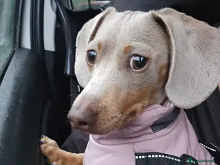 Miniature Dachshund dogs 8 month old miniature dachshund - Advert 15