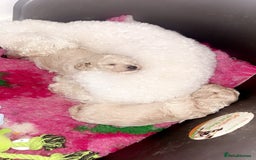 Toy Poodle dogs for sale: Stunning Toy poodles  - Image 2