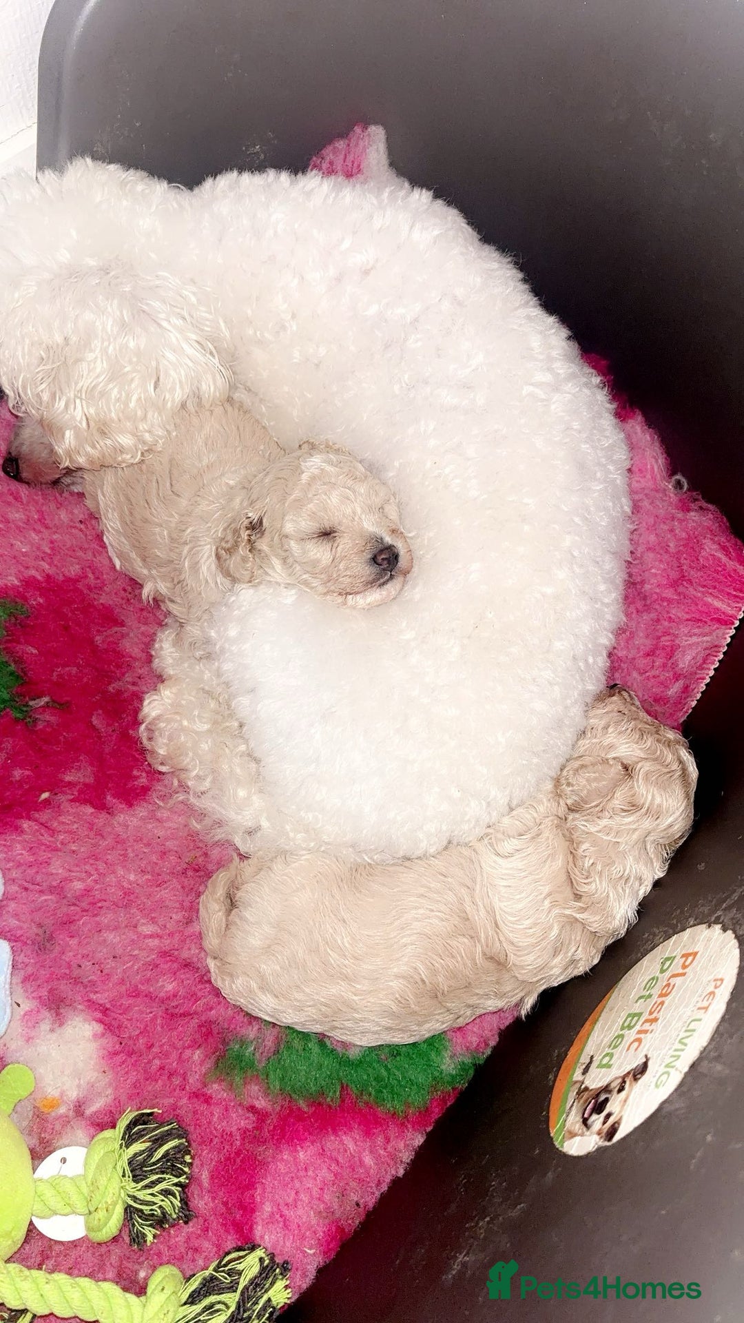 Toy Poodle dogs for sale: Stunning Toy poodles  - Image 2