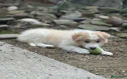 Border Collie dogs for sale: Pure Bred Border Collie Puppies For Sale - Image 7