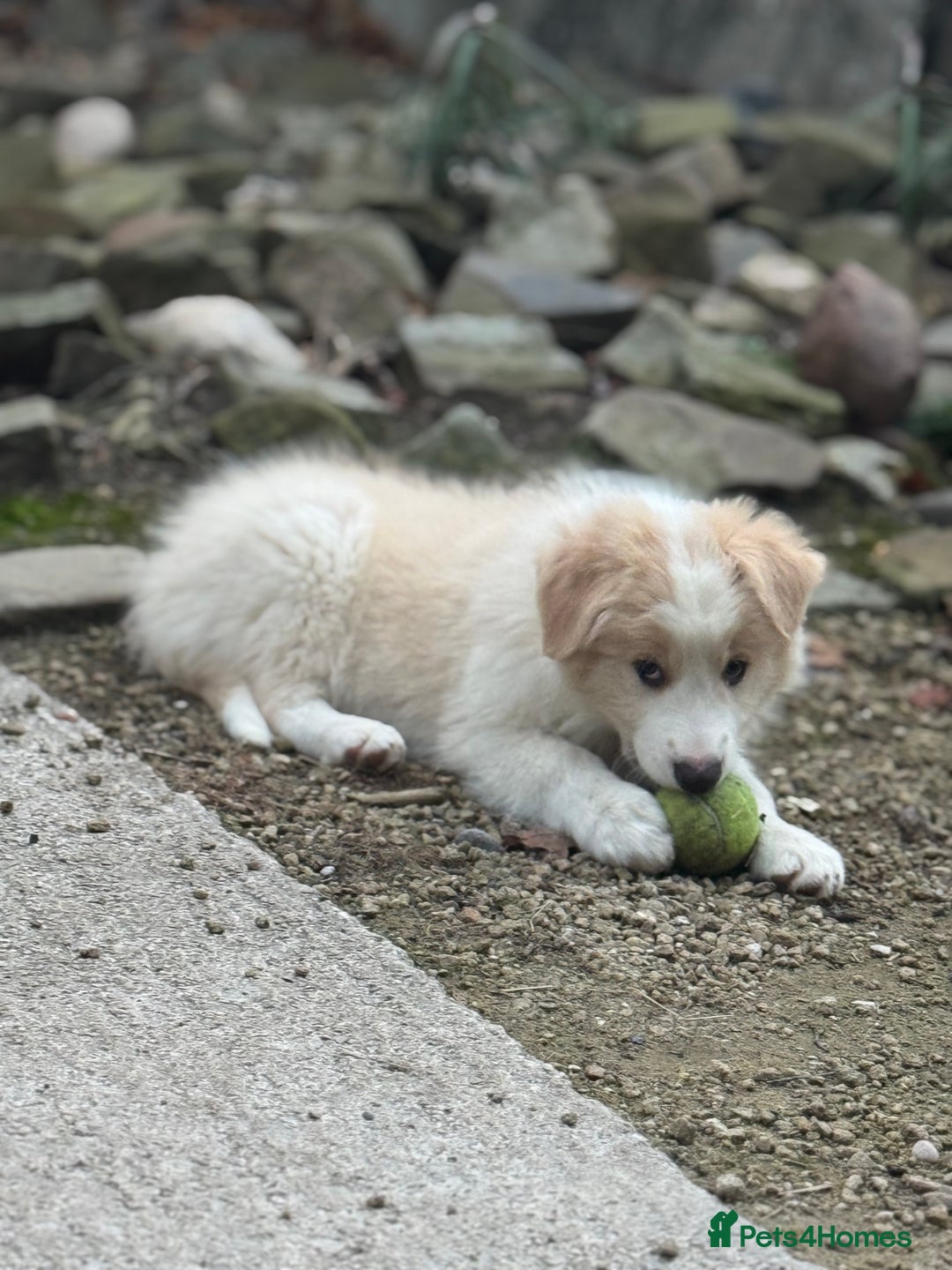 Border Collie dogs for sale: Pure Bred Border Collie Puppies For Sale - Image 7