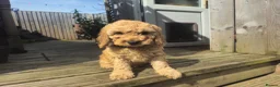 Cockapoo dogs for sale: Cockapoo F2 - Advert 9